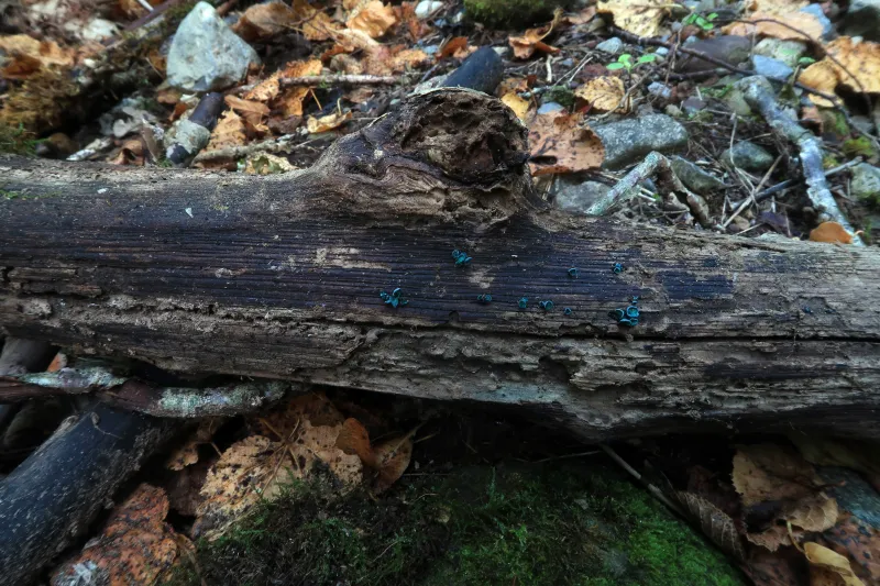 Chlorociboria aeruginascens 1 - IMG_7563